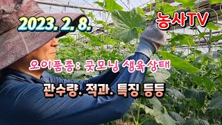 오이품종 굿모닝 2월초 생육상태. 물관리. 적과상태. 오이모양 등등에 대한 영상.  2023년 2월 8일ㆍ