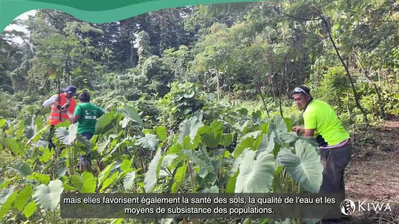 Qu'est-ce que les Solutions fondées sur la nature ?