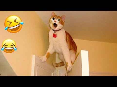 🐕😹 Funniest Dogs and Cats 🐈🤣 Best Funniest Animals Video 2024 # 14