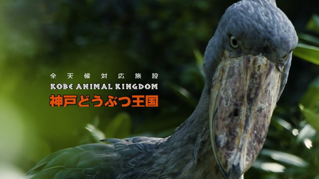 神戸どうぶつ王国【生きるを魅せる、野生への扉~また会いたくなるいのちがある～】30秒篇　2026年　春CM