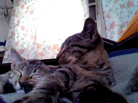 cat fast frames बिल्ली जनवर