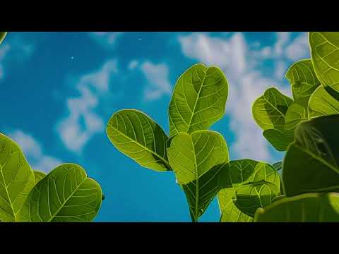 LALAVARU BY ROADMAN RAIDERZ (2024)🇻🇺