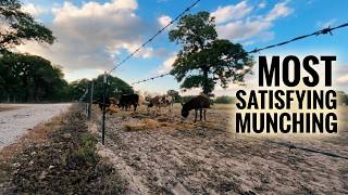 45 Minutes of Texas Cows Munching Evening Hay Along the Fence line Most Satisfying Farm Sounds