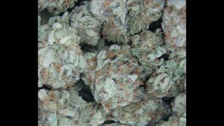 Tony Matterhorn - Man From Mars (RAW)( sidewalk university riddim ) WITH LYRICS