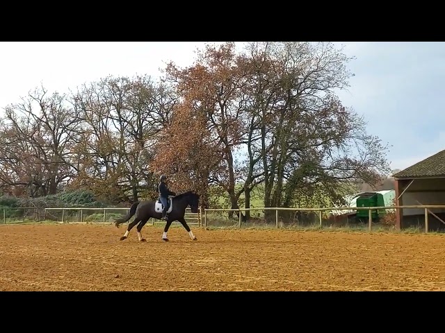 PURE RACE MINORQUINE HONGRE 9 ANS