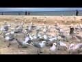 Seagull Feeding Frenzy