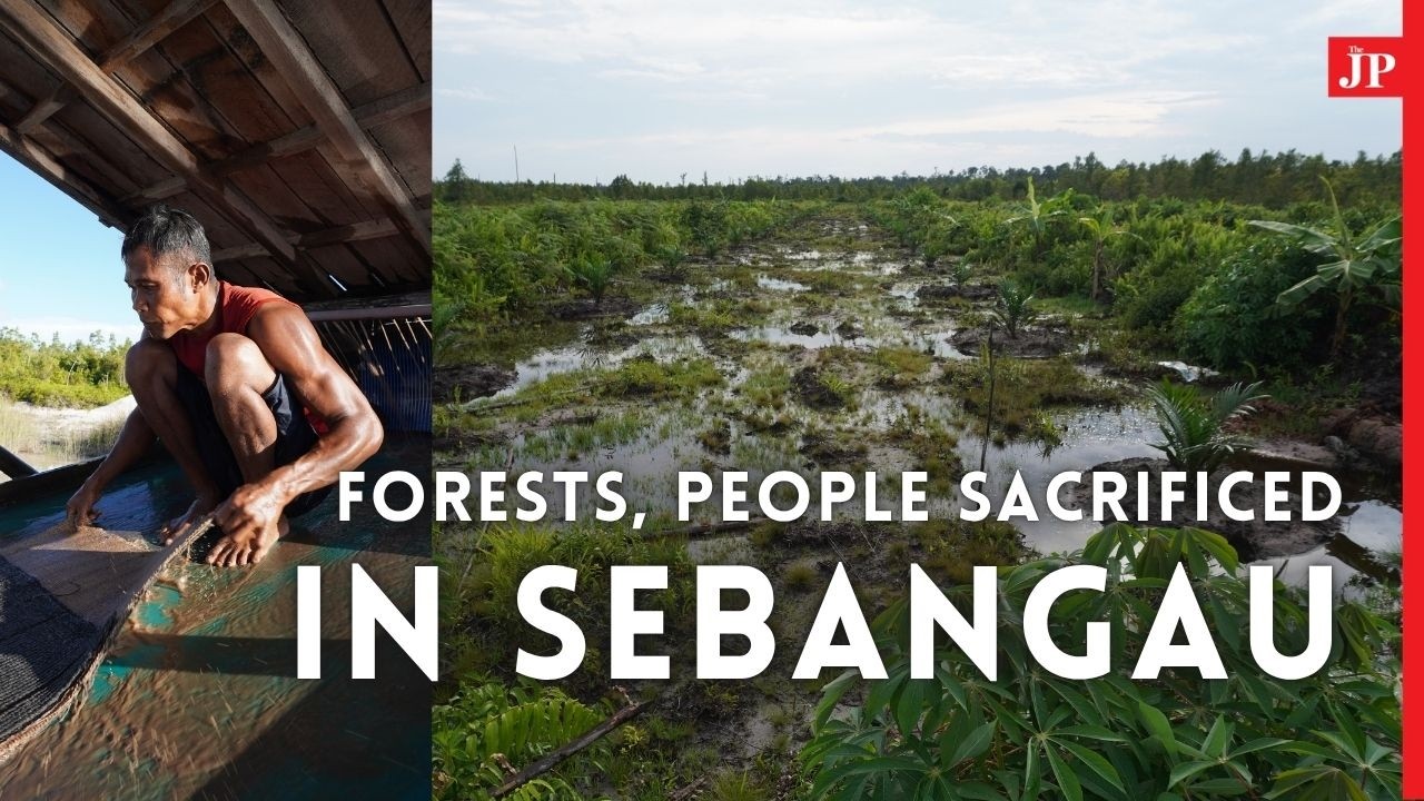 Thumbnail for Forest, people sacrificed in Sebangau How a national park in Central Kalimantan vanishes in plain sight