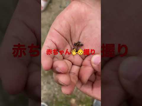 園芸 てんとう虫のエイベンズ