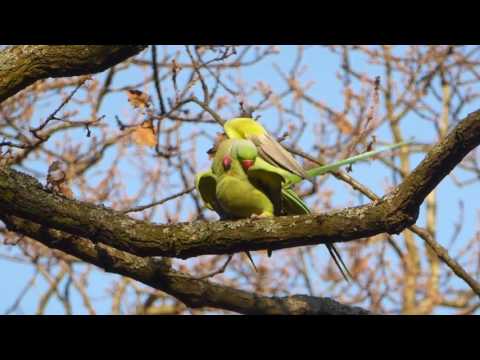 Parakeets mating in London