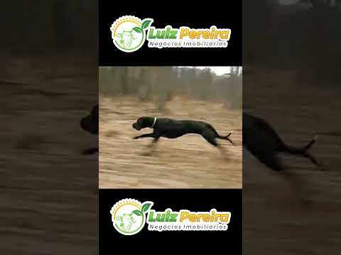 Cavalo preto   Tonico e tinoco  #Boiadeiro#Boibravo#Agro#Touro#Nelore#Vidanaroça #rodeio#montaria