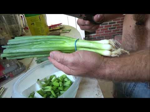 growing green onions from the grocery store