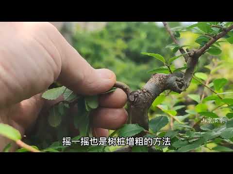 榕樹生長速度