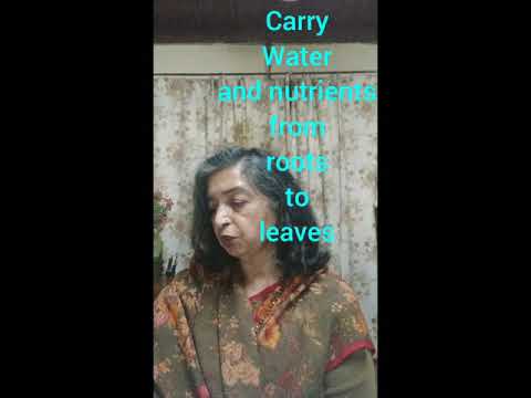 CLASS 3 SCIENCE - PLANTS IN THE SURROUNDINGS