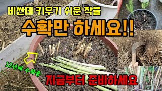 비싼데 키우기 쉽고 평생 수확만하는 작물 지금부터 준비하세요 봄부터 꾸준히 수확합니다 #아스파러거스키우기 웃…