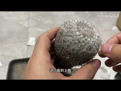 玉翁仙人球 繁殖