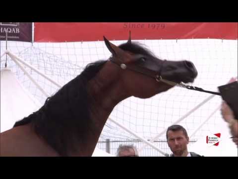 N.34 SYLVATICA KA - Menton 2015 - Fillies 2 year old (Class 2A)