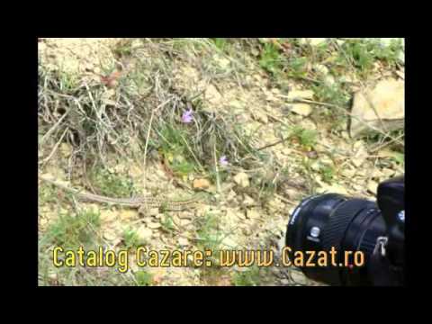 Cazare Forasti, Suceava - Cazat.ro