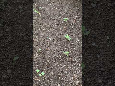 大根の葉に穴が空いてしまった！何のために ？それらをどのように治療すればよいでしょうか？  庭園