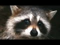 Raccoon sounds / noises | Audio