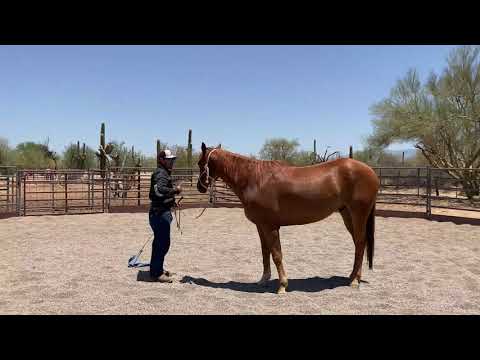 AZHT: How to use the flag on a horse