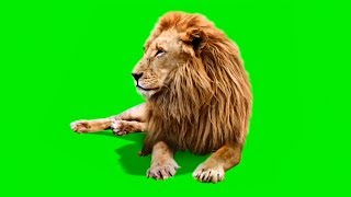 Male Lion  Best Green Screen ( Download Link )