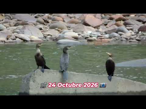 #NeotropicalCormorant_El Chaco Napo Ecuador_Diego Piñán_24 Oct 2026