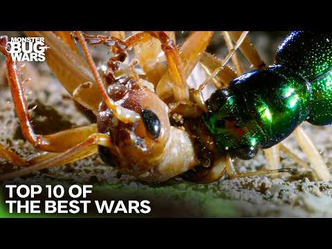 10 DEADLIEST Insect Battles in the Kingdom | Monster Bug Wars