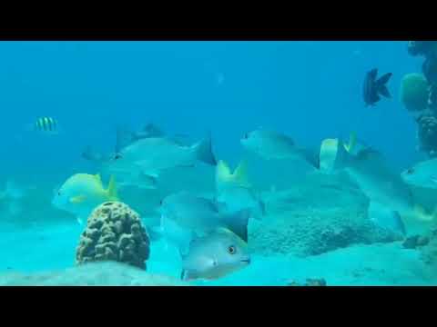 Hors de l'eau feat Rock Riley ( version aquatique )