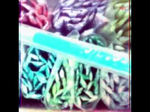 studïo bleu - Glace à l’eau (Official Music Video)