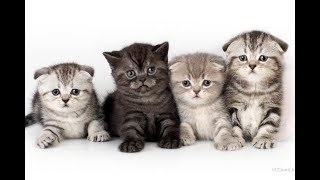 Имена для серых котов и кошек