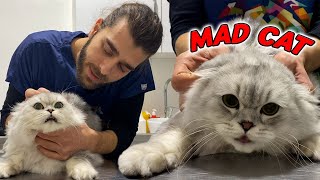 BU KEDİ ÇOK ASABİ! ( Hem Sevimli Hem Sinirli! 😍 )