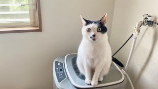 トイレを丸洗いされて焦るうめち