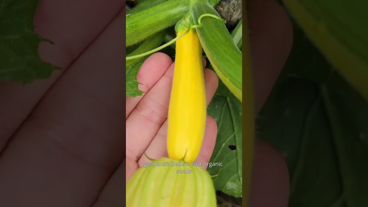 Top Tips - Organic Seeds - Kings Seeds