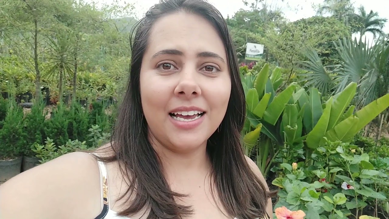 Comprando mudas de frutíferas  e ornamentais em Dona Eusébia  MG        PARTE 1