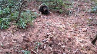 preview picture of video 'Stalking a porcupine while hunting'