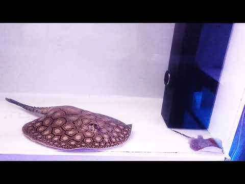 Newborn Xingu Sp. aka snow leopard stingray