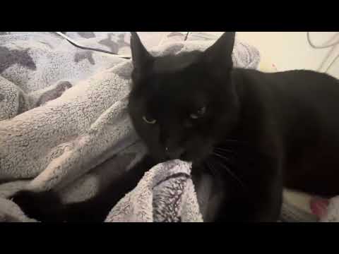 Big baby (Ronel) 😍😍 #cat #catlovers #catvideos #catshorts #funny #funnymoments #cuteanimals #love