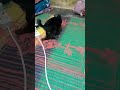 Bocil Ganas