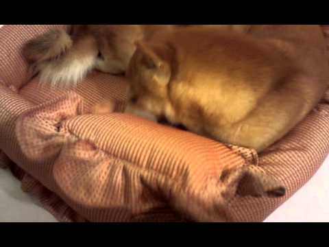 試床記~合體篇(原發表者:毛豆姐)(影片)