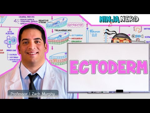 Reproductive System Fertilization