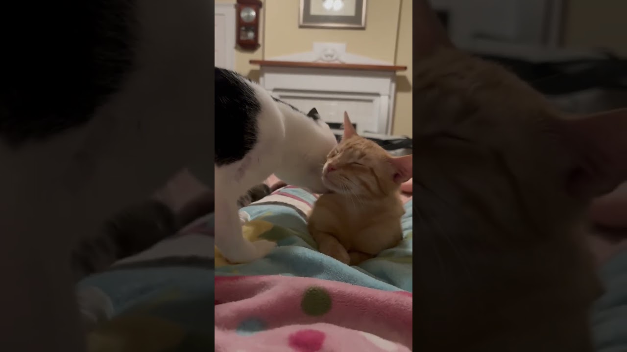 Enlarge Spice 3.0, a Adoptable Domestic Short Hair in LITTLE MOUNTAIN, SC video 6/6