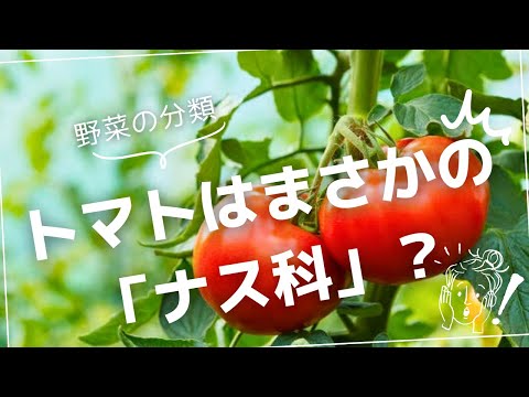 被子植物の木9.png