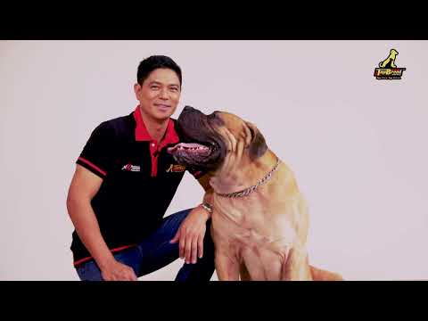 Owning a Big Dog by Doc Nielsen Donato | TopBreed PH