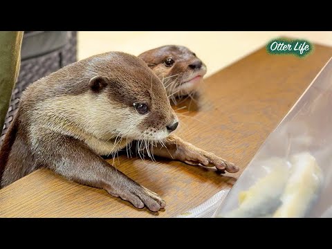 夜中にお魚を袋に詰めてたらカワウソがすっ飛んできた [Otter Life Day 977]