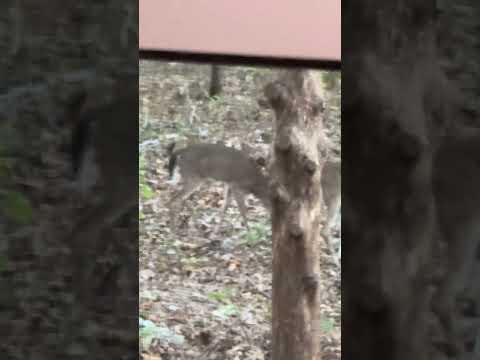 2 youngins just came by for a quick nibble! 🦌 #nature #wildlife #shedlife #deer #God #homesteading