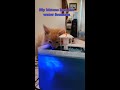 Why My Cats LOVE This Water Fountain Best Cat Water Fountain Review
