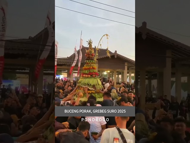 Rebutan Buceng Porak, Kirab Budaya Grebeg Suro Ponorogo