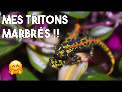 LES TRITONS SONT CLAIREMENT SOUS-COTÉS !! (Présentation triton marbré)
