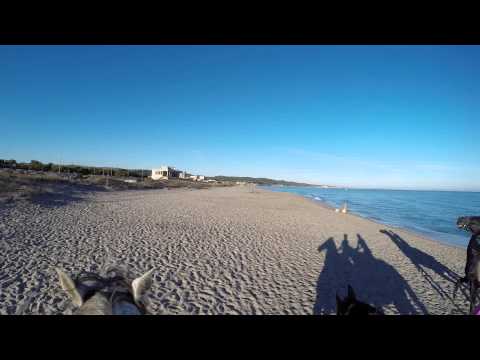 Galoppo in spiaggia - beach gallop horse