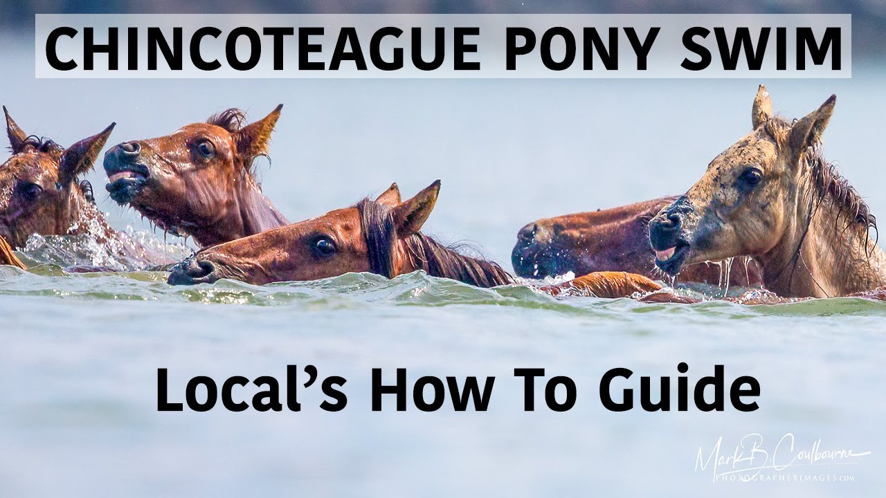How to See the Chincoteague Pony Swim: A Local’s Guide